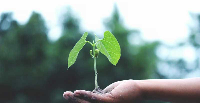 The Importance of Regeneration